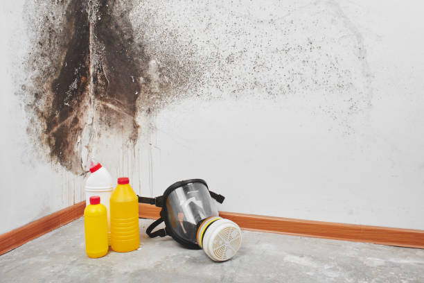 Best Localized Mold Remediation (e.g., coastal areas, humid climates) in Seabrook Island, SC