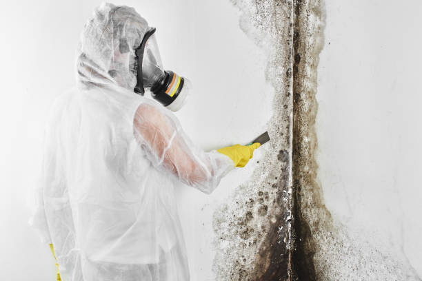 Best Industrial Mold Remediation in Seabrook Island, SC