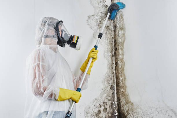 Professional Mold Remediation in Seabrook Island, SC