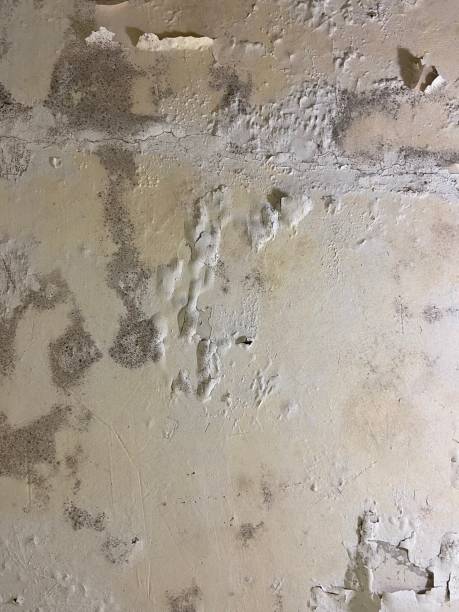 Best Attic Mold Remediation in Seabrook Island, SC