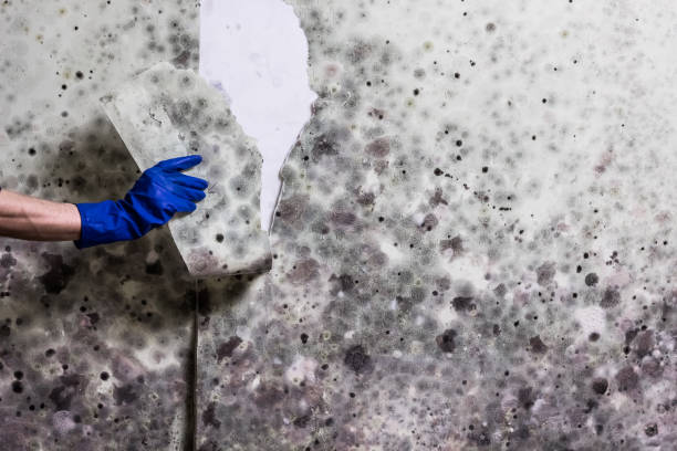 Professional Mold Remediation in Seabrook Island, SC