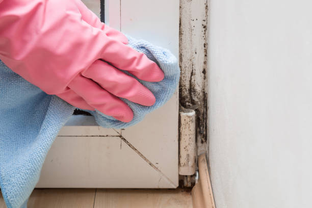Best Insurance-Related Mold Remediation in Seabrook Island, SC